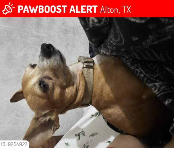 Lost Male Dog last seen Mayberry in between 6 mile and 107, Alton, TX 78573