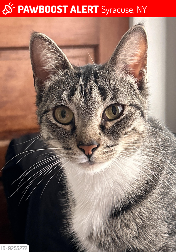 Syracuse, NY Lost Female Cat, Tuna Is Missing | PawBoost