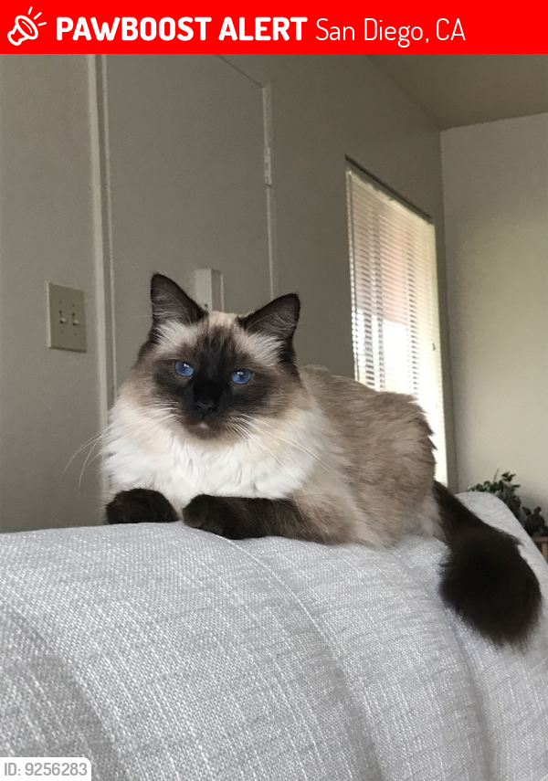 Lost Male Cat last seen Wightman and 46th, San Diego, CA 92105