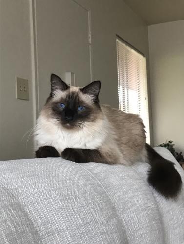 Lost Male Cat last seen Wightman and 46th, San Diego, CA 92105