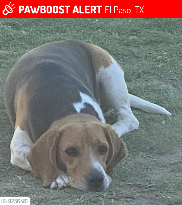 Lost Male Dog last seen Knights and jersey St, El Paso, TX 79915