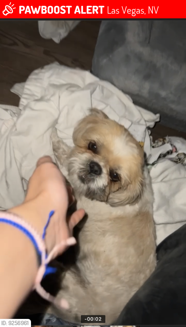 Lost Female Dog last seen East Nellis and East sahara Las Vegas Nv , Las Vegas, NV 89104