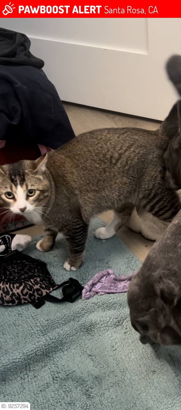Lost Male Cat last seen Sebastopol rd./ Doubles Dr. , Santa Rosa, CA 95407