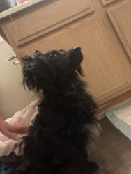 Reunited Male Dog last seen East Las Vegas, Whitney, NV 89122