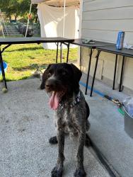 Reunited Unknown Dog last seen 14th Ave SE & Golf Club Rd SE, Lacey, WA 98503, USA, Lacey, WA 98503