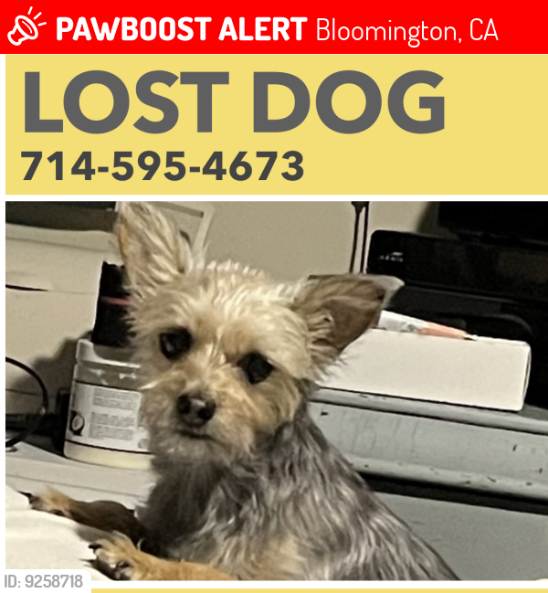 Lost Female Dog last seen Williams and marygold, Bloomington, CA 92316