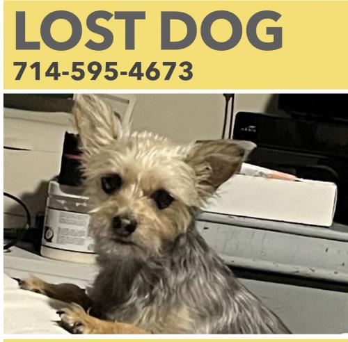 Lost Female Dog last seen Williams and marygold, Bloomington, CA 92316