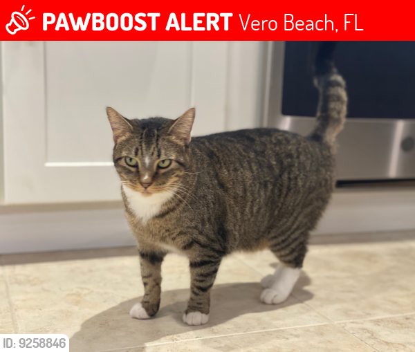 Lost Female Cat last seen Near 13th place, Vero Beach, FL, Vero Beach, FL 32966