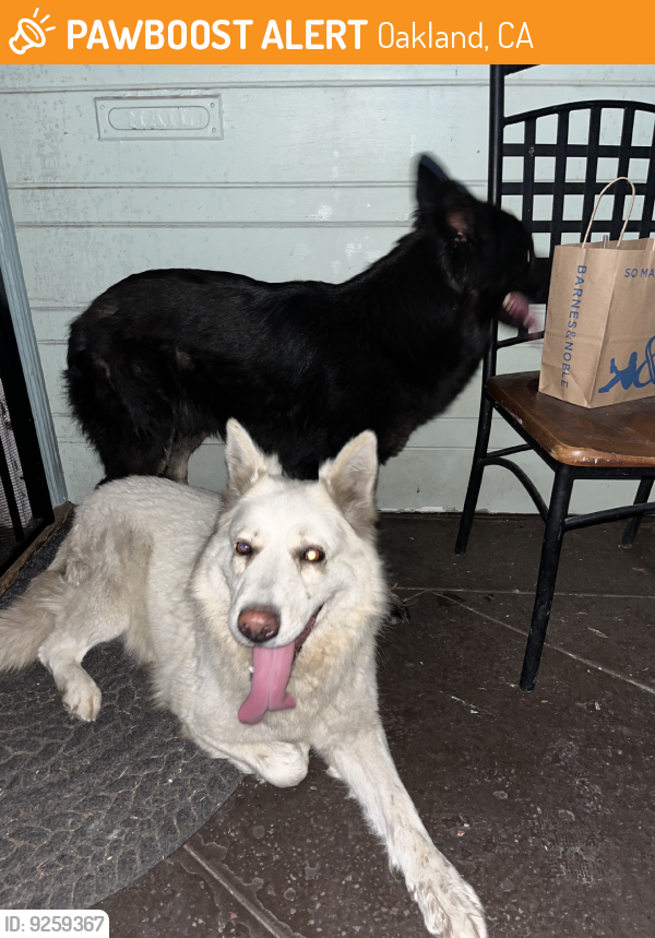 Found/Stray Female Dog last seen Flora st, Oakland, CA 94605