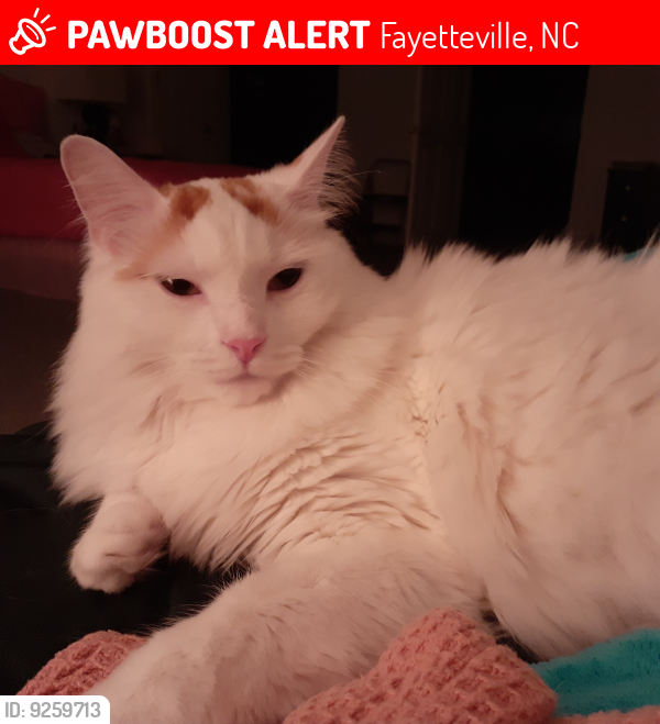 Lost Female Cat last seen Havilah Manor , Fayetteville, NC 28303