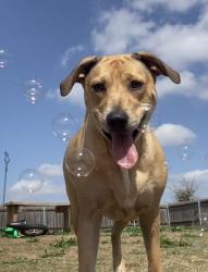 Lost Female Dog last seen Saint Matthew St, Lark trail, west amity, fm-1670, Saint John, wild seed, Salado, TX 76571