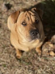 Lost Female Dog last seen Courtney’s Corner and surrounding C.F. Phelps Wildlife woods , Sumerduck, VA 22742