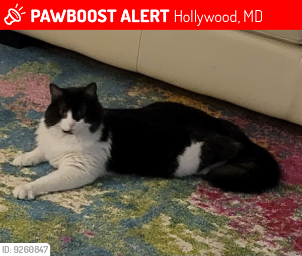 Lost Female Cat last seen Riva Ridge Drive, Hollywood Maryland, Hollywood, MD 20636