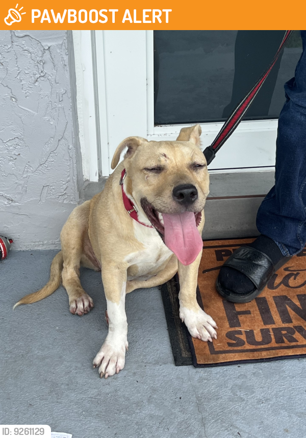 Found/Stray Female Dog last seen Near Forest Blvd, North Lauderdale FL 33068, North Lauderdale, FL 33068