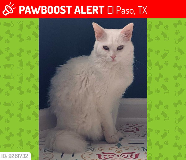 Lost Female Cat last seen Ascarate Park Pavillion, El Paso, TX 79905