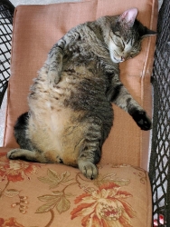 Lost Male Cat last seen Near dam in lake lure nc, Lake Lure, NC 28746