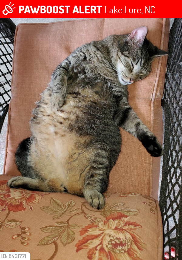 Lost Male Cat last seen Near dam in lake lure nc, Lake Lure, NC 28746