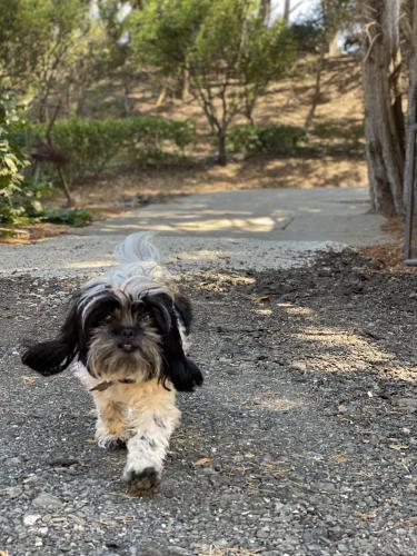Lost Female Dog last seen S101 on ramp/exit, Arroyo Grande, CA 93420