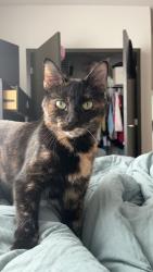 Lost Female Cat last seen Quincy street, Holland, MI 49424