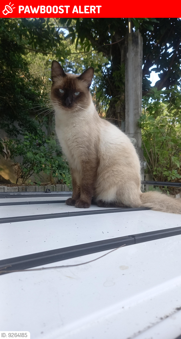 Lost Male Cat last seen Tancanhuitz San Luis Potosí México , Tancanhuitz de Santos, S.L.P. 79800
