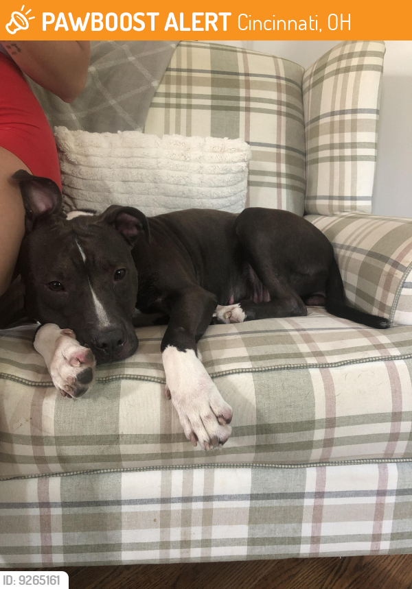 Cincinnati, OH Stray Female Dog Found Near Westwood PawBoost