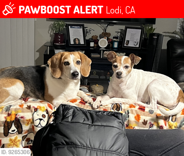 Lost Male Dog in Lodi, CA 95242 Named Valentino Venus (ID 9265306