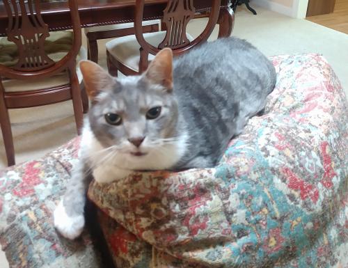 Lost Male Cat last seen Diplomacy Circle in Westminster Oaks, Tallahassee, FL, Tallahassee, FL 32308