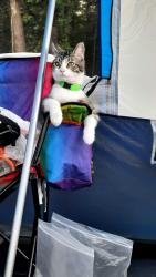 Lost Female Cat last seen Walmart New Hope Church Rd., Raleigh, NC 27609