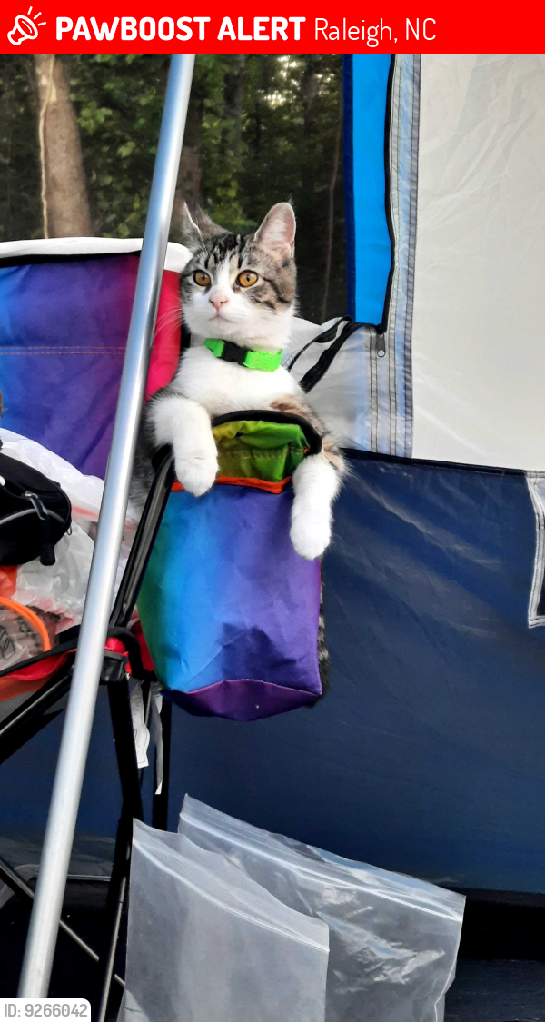 Lost Female Cat last seen Walmart New Hope Church Rd., Raleigh, NC 27609