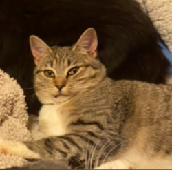 Lost Female Cat last seen Arthur Pierce / Belnap Drive, Apex, NC, Wake County, NC 27539