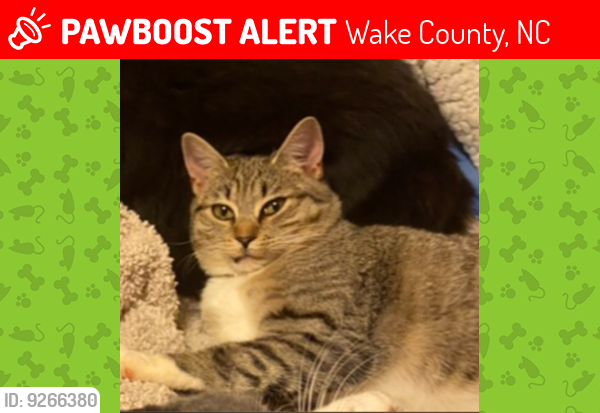 Lost Female Cat last seen Arthur Pierce / Belnap Drive, Apex, NC, Wake County, NC 27539
