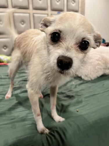 Lost Dog Terrier Mix in RIVERSIDE, CA - Lost My Doggie