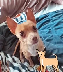 Lost Male Dog last seen Brentwood park south san francisco, South San Francisco, CA 94080