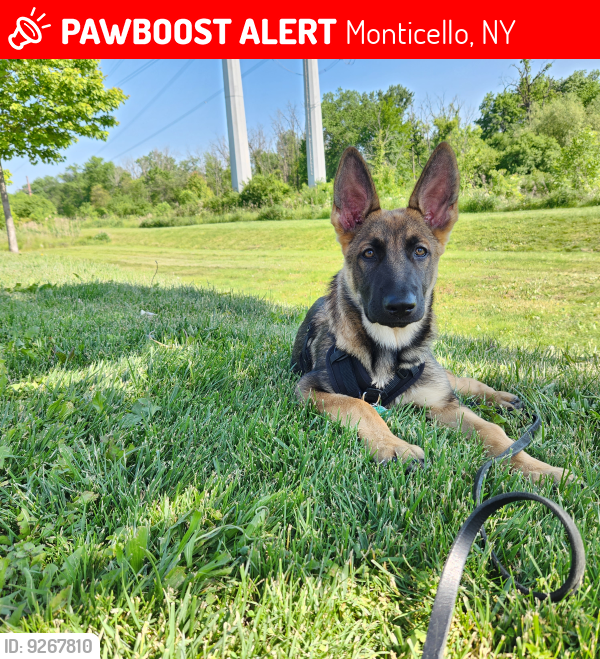 Lost Male Dog last seen Near bell way , Monticello, NY 12701