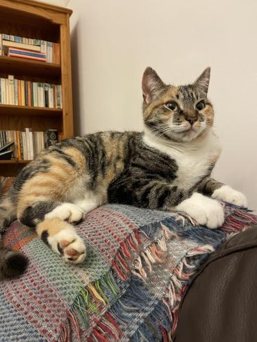 Lost Female Cat last seen Hobleythick Lane, Earls Hall School, Southend-on-Sea, England SS0