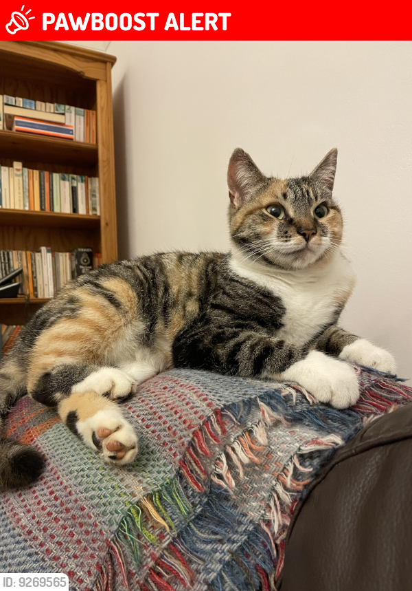 Lost Female Cat last seen Hobleythick Lane, Earls Hall School, Southend-on-Sea, England SS0