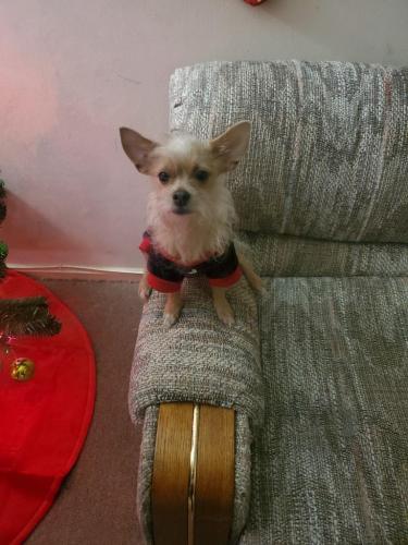 Lost Female Dog last seen Linthicum park, Linthicum Heights, MD 21090