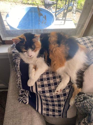 Lost Female Cat last seen Seeburger Ave. 19th Street and Lee Ave., Terre Haute, IN 47804
