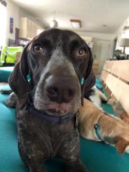 Reunited Female Dog last seen Zoo, Panama City Beach, FL 32407