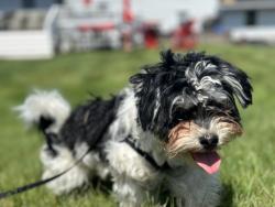 Reunited Male Dog last seen Hope St and Walnut St, Waterbury, CT 06704