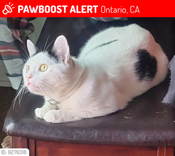 Lost Male Cat last seen Belmont, Ontario, CA 91761