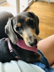 Lost Female Dog last seen Keisler’s Store, Lexington, SC 29073