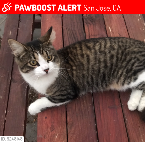 Lost Female Cat last seen Martial Cottle Park, Snell ave, San Jose, 95136 , San Jose, CA 95136