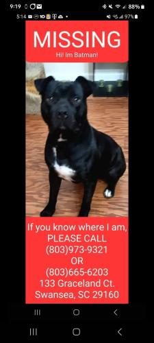Lost Male Dog last seen Near Graceland ct, Swansea, SC 29160