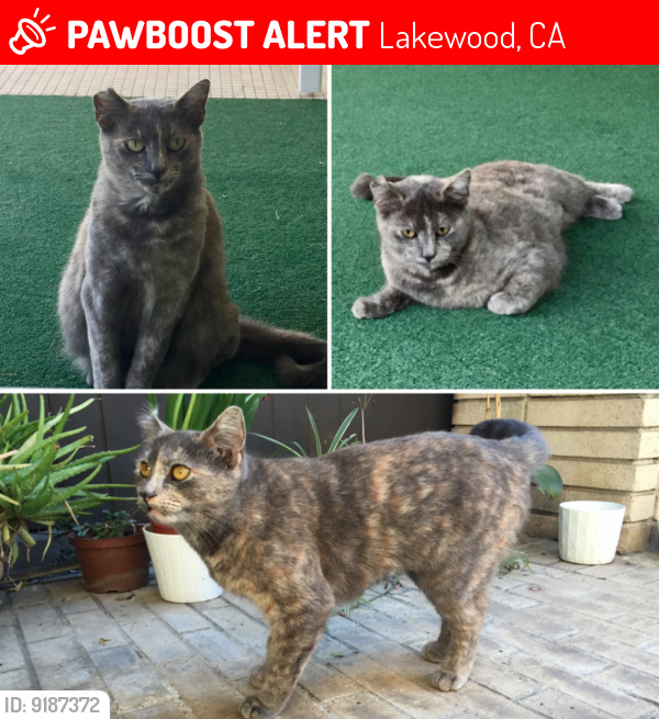 Lost Female Cat last seen Fairway Drive and Country Club Drive, Lakewood, CA 90712