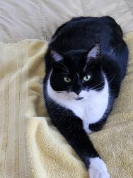 Reunited Female Cat last seen Navahoe and Slyvania, Cleveland Heights, OH 44121