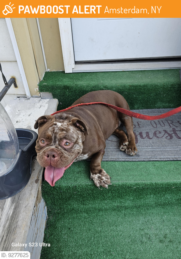 Found/Stray Female Dog last seen Dolar General, Amsterdam, NY 12010