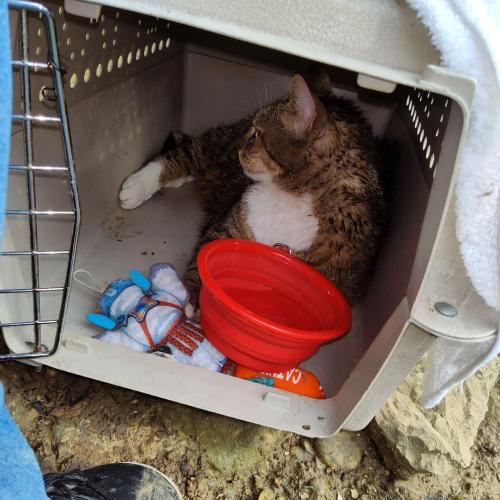Lost Female Cat last seen Johnson park campground, Fort Phantom Lake , Abilene, TX 79601