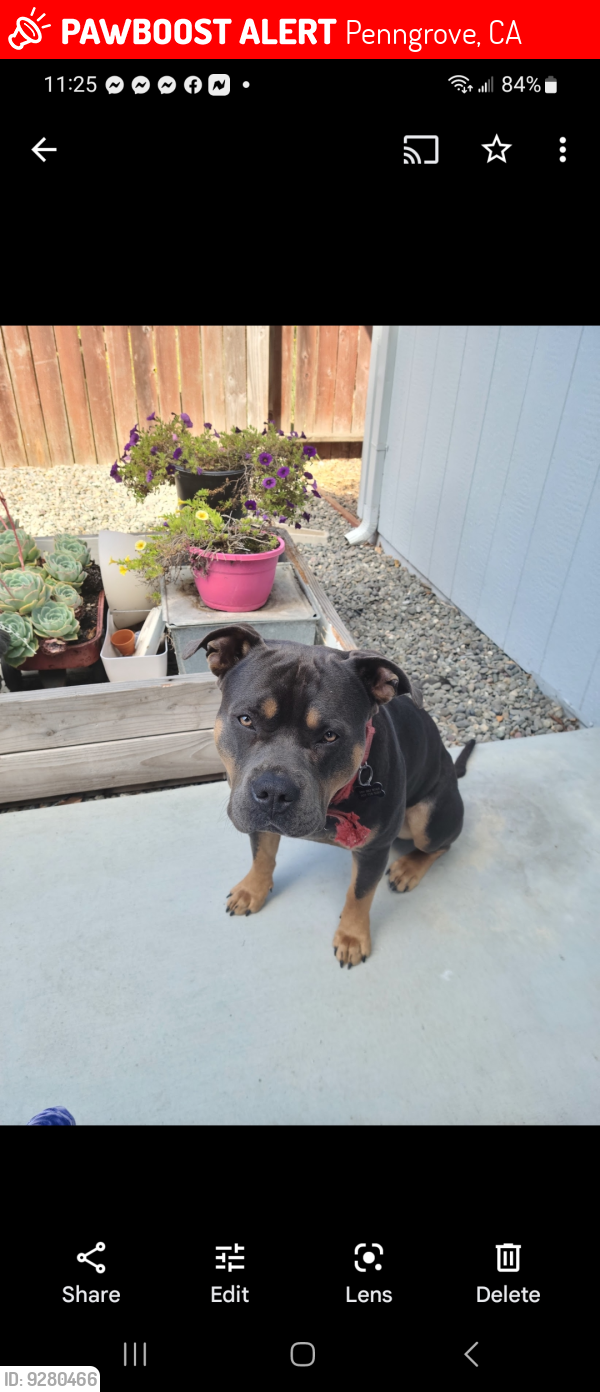 Lost Male Dog last seen Hatchery rd and Old Redwood Hwy , Penngrove, CA 94951