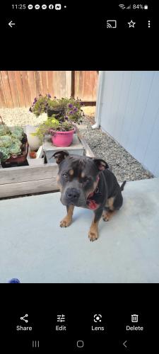 Lost Male Dog last seen Hatchery rd and Old Redwood Hwy , Penngrove, CA 94951